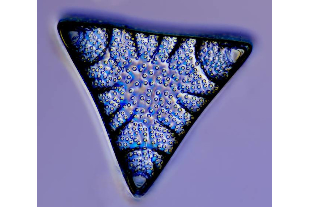 Kieselalge / Diatom Triceratium sp. (40x), Live EDF Stack